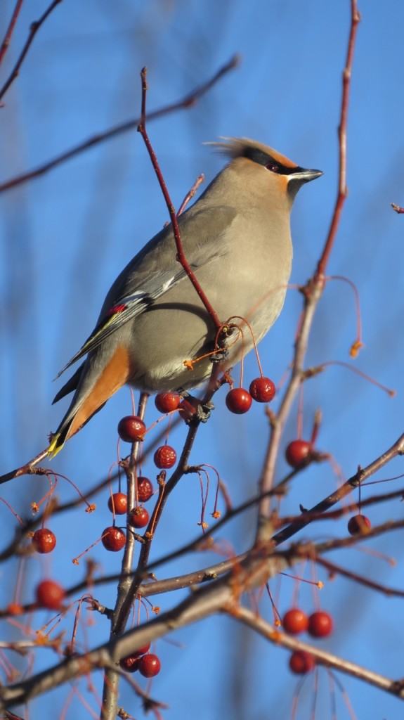BOHEMIAN WAXWING MARCH 19 2017 (5) (719x1280)