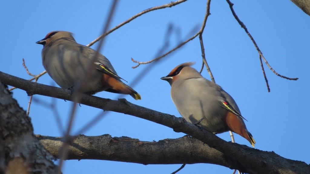 BOHEMIAN WAXWINGS MARCH 19 2017 (1280x719)
