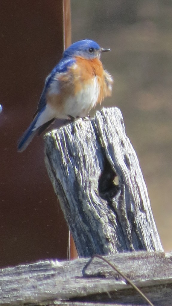 Eastern Bluebird. photo Nat Capitanio