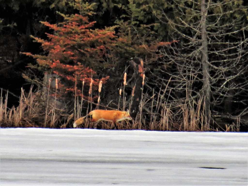 Red Fox, Clayton Lake. photo Howard Robinson
