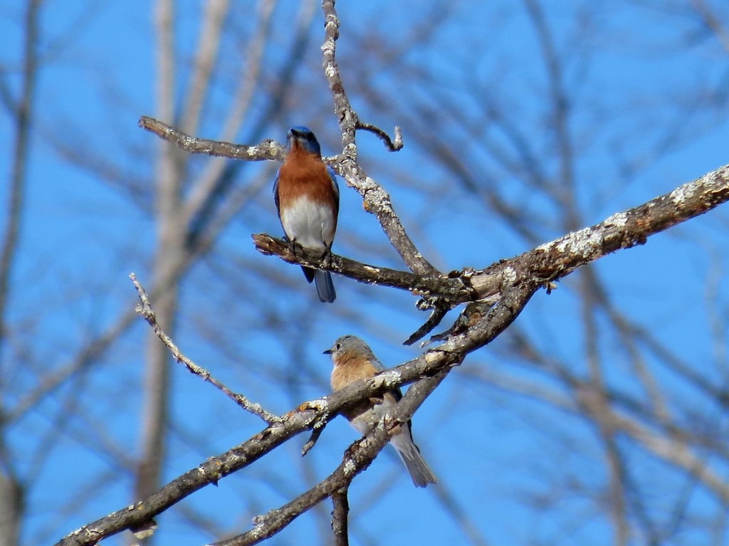The Bluebird couple. photo Howard Robinson