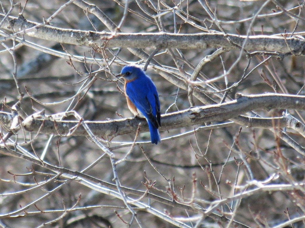 Eastern Bluebird, April 2, 2017. photo Howard Robinson