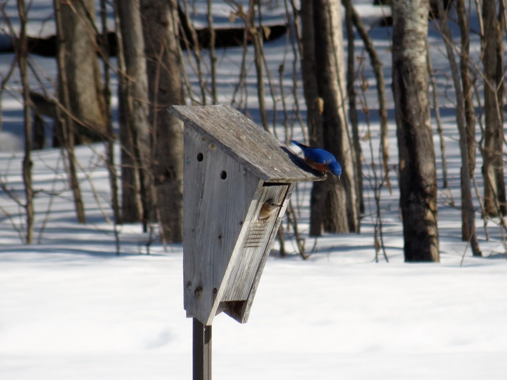 What do you think dear? says Mr. Bluebird, checking out an MVFN Bluebird box. photo Howard Robinson