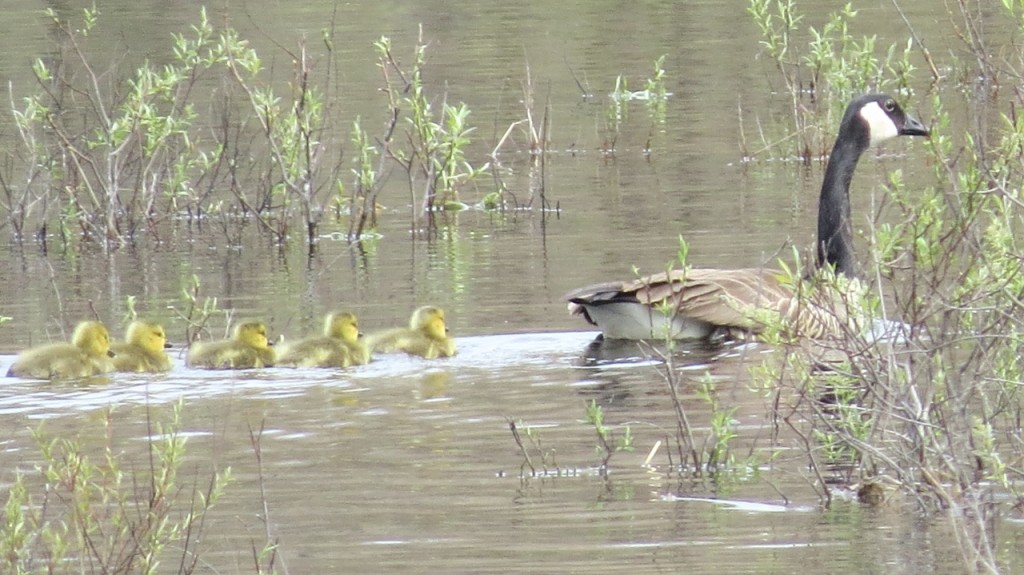 Mother Goose and chicks on the "back pond" photo Nat Capitanio