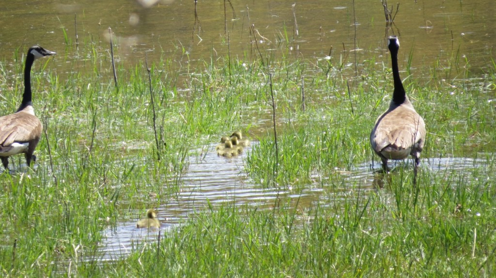 Canada Geese 2 (1280x719)