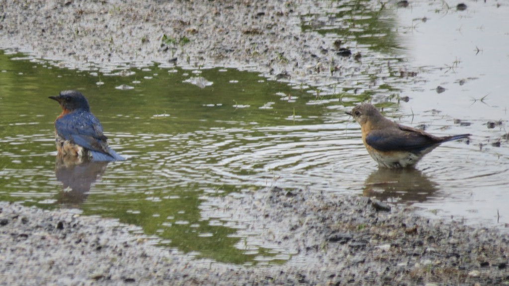 BLUEBIRDS TAKING A BATH