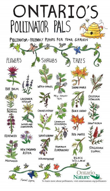 pollinator pals 8