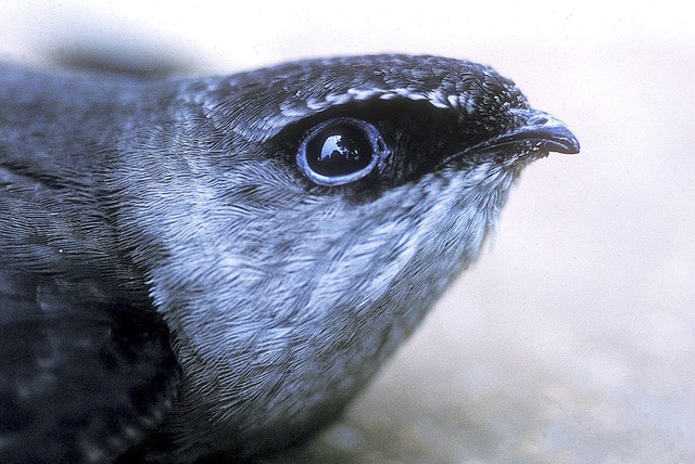 Chimney Swift (Chaetura pelagica) photo by George Peck