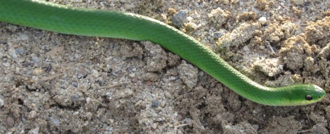 Smooth Green Snake 2 photo Capitanio