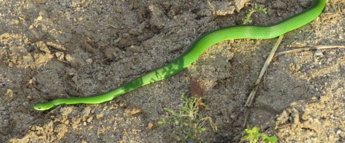 Smooth Green Snake (Opheodrys vernalis)