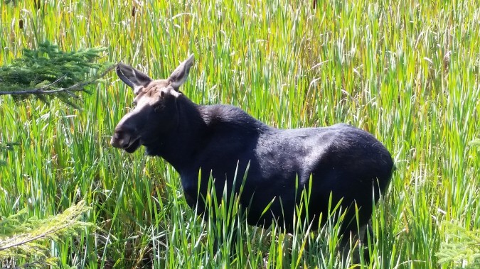 An interrupted observer. photo Pam Hickman