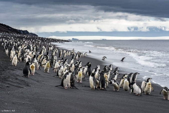 Chinstrap Penguins, Antactica. photo Dr. Shelley Ball
