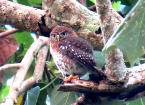 IMG_3463A Cuban Pigmy owl (1024x740)