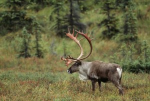 Woodland Caribou-Tessier (1024x690)