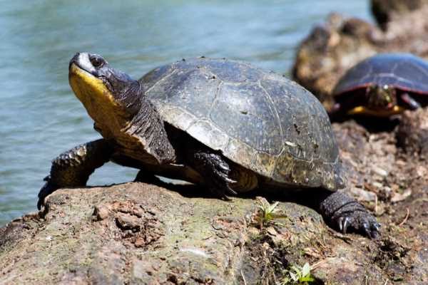 Blandings-Turtle-May-17-2015 (Custom) Blandings-Turtle-May-17-2015 (Custom)