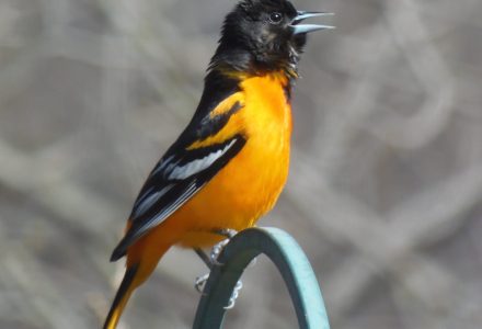 First Oriole, May 7, 2019 Sheridan Rapids. photo L. Balthazar