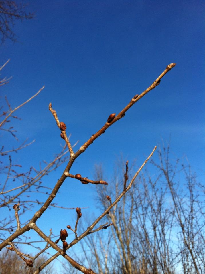elm buds – MVFN