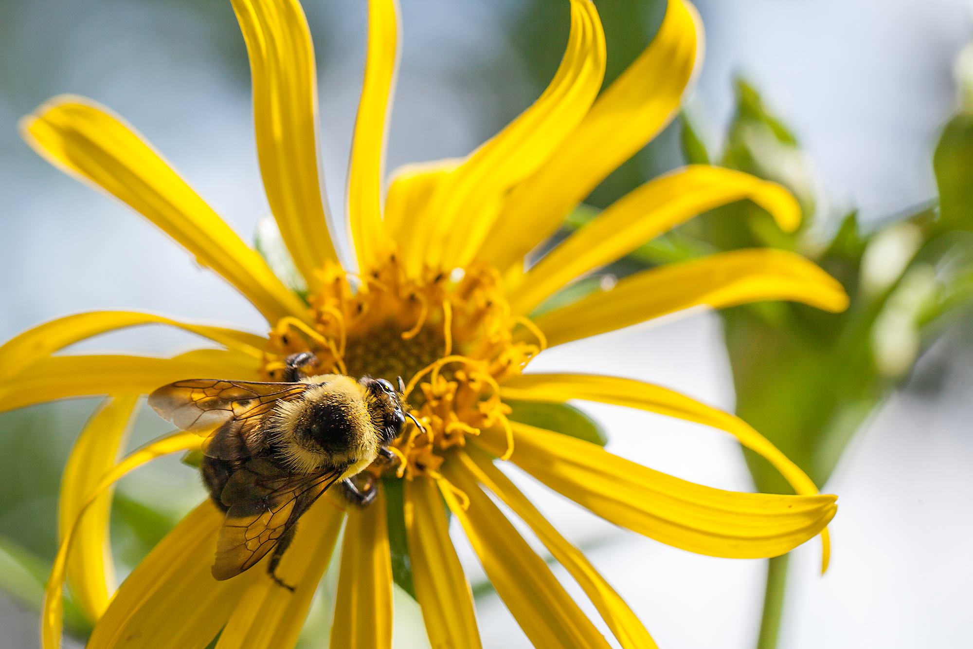 Pollinator Health photo credit Diana Troya – MVFN