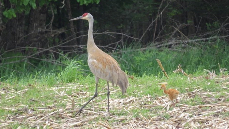 Where did that other kid of mine get to?!! by Nat Capitanio (Sandhill Crane)