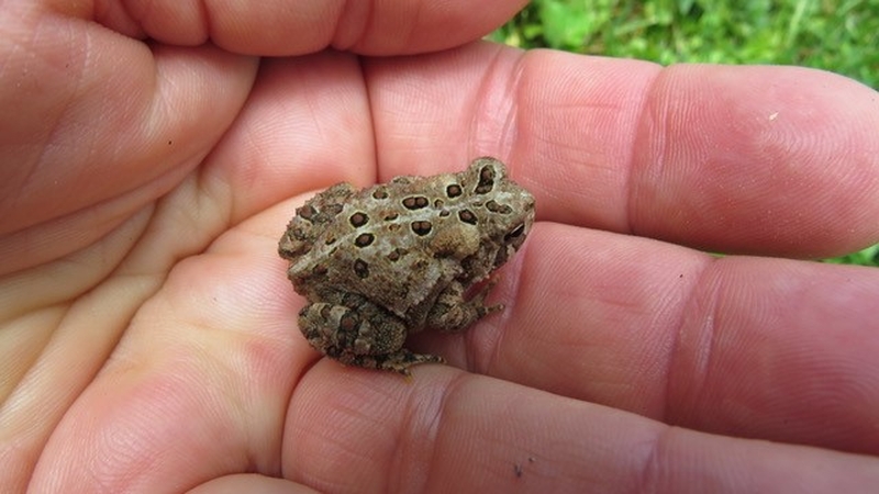 Are you Dad? Mom?? You're nice and warm. By Lise Balthazar (American Toad)