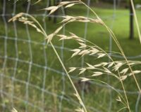 Picture of grasses.