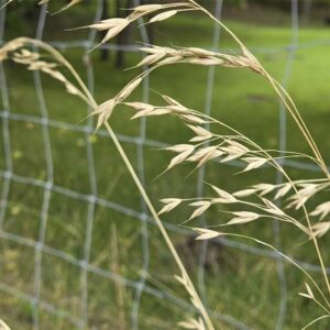 Picture of grasses.