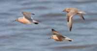 Image of birds
