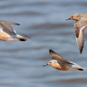 Image of birds