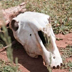 Picture of animal skull