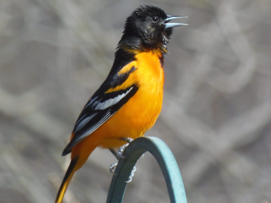 First Oriole, May 7, 2019 Sheridan Rapids. photo L. Balthazar